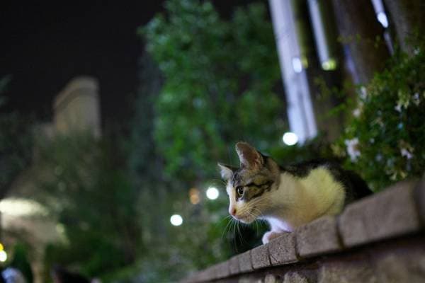 猫の横顔が好き