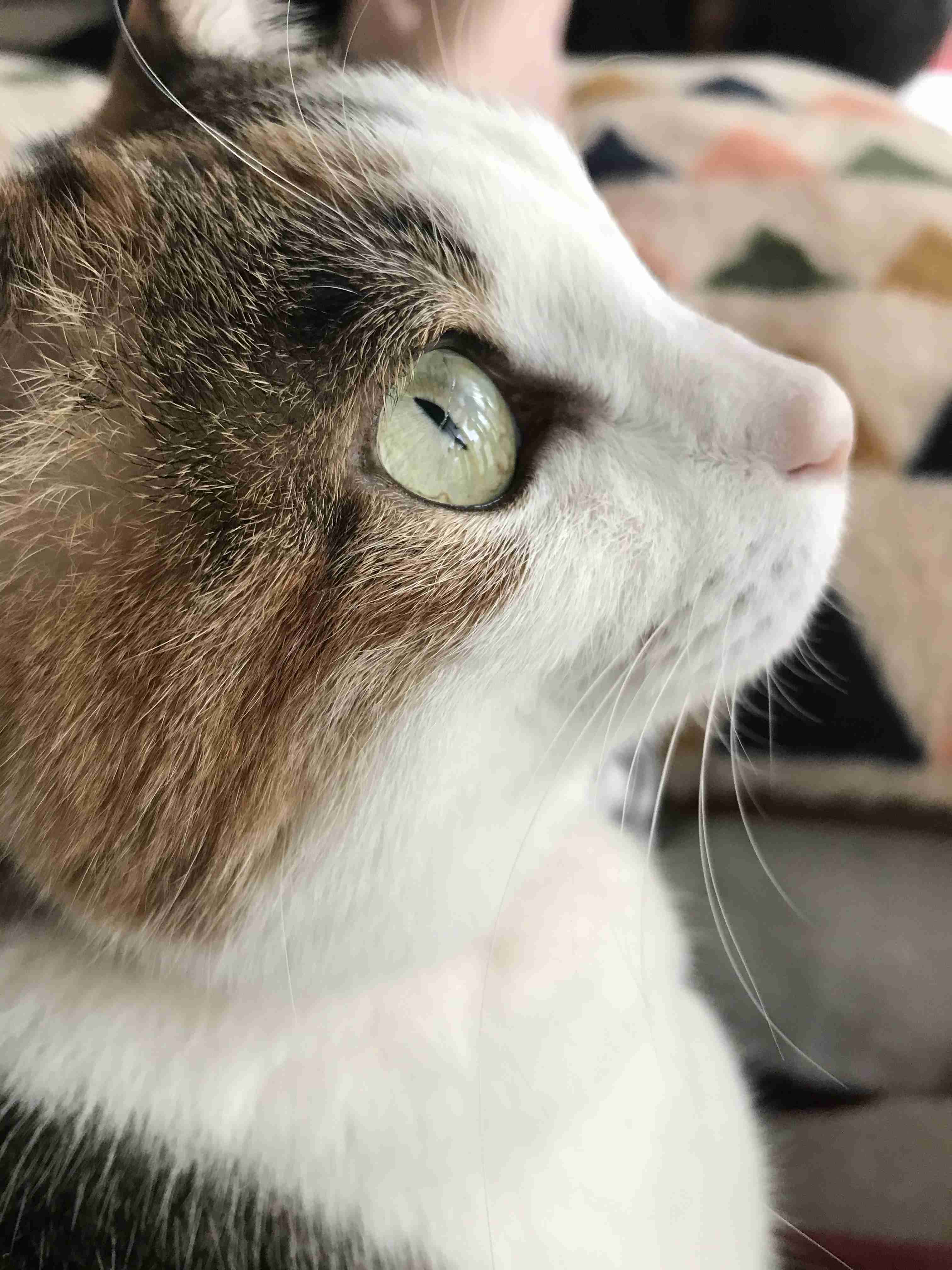 猫の横顔が好き