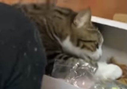 猫の横顔が好き