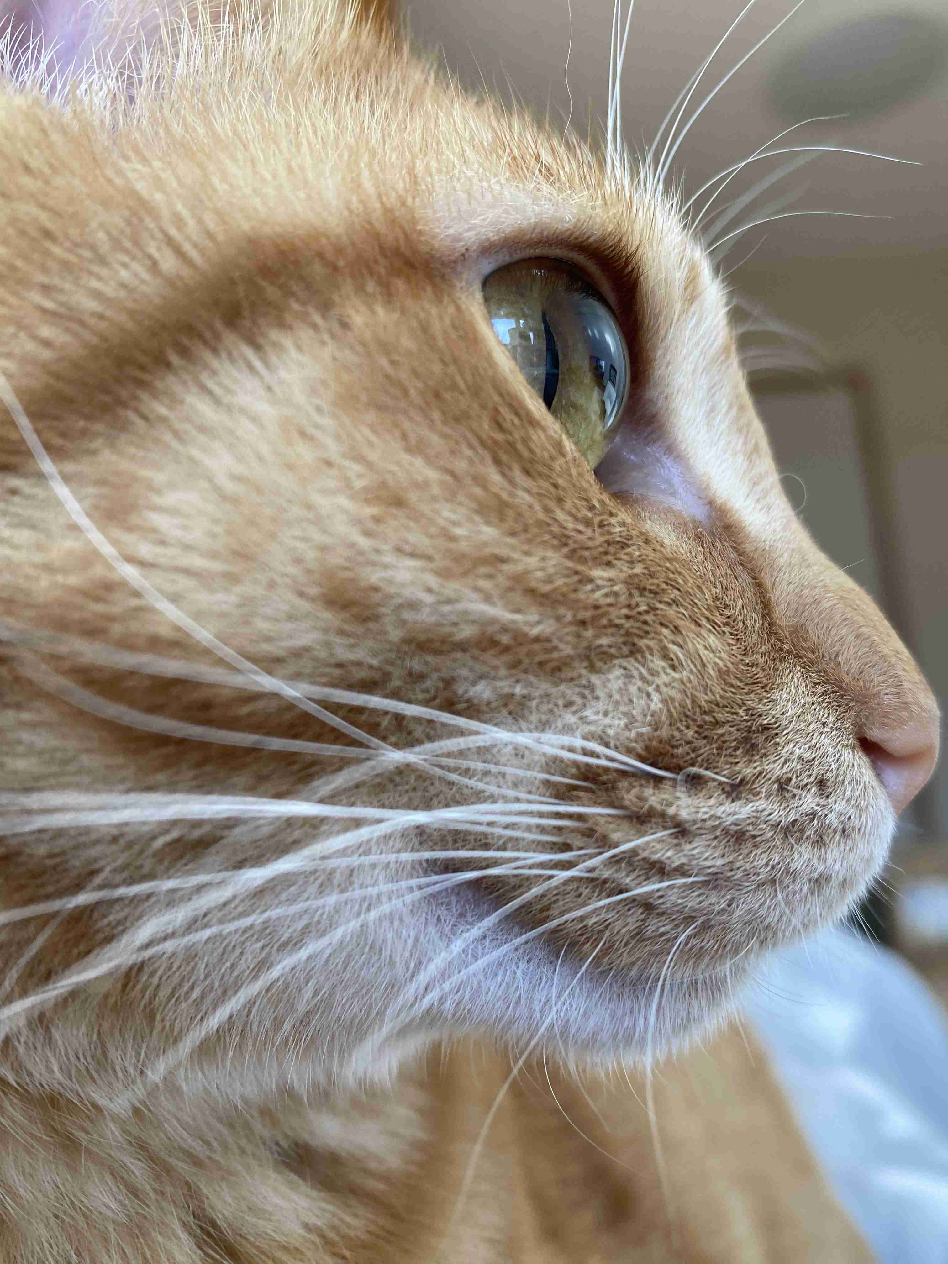 猫の横顔が好き