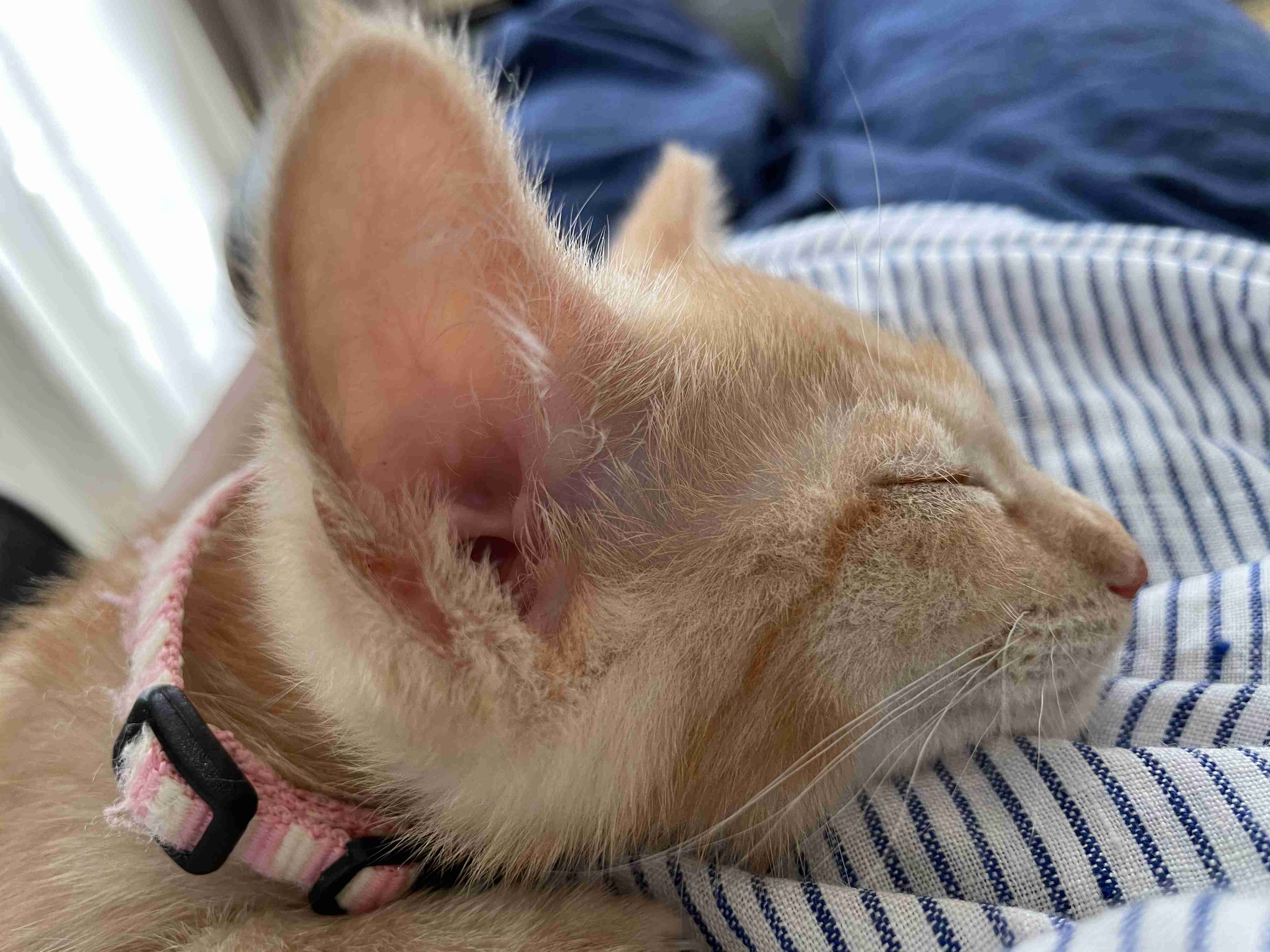 猫の横顔が好き