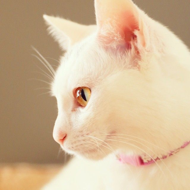 猫の横顔が好き