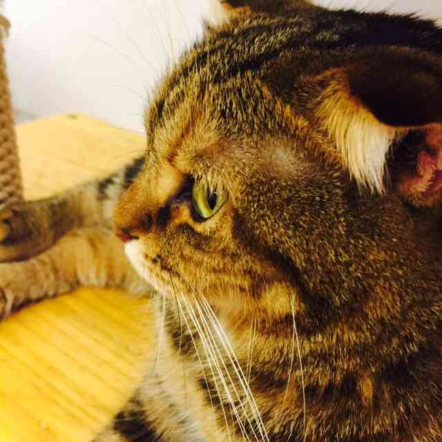 猫の横顔が好き