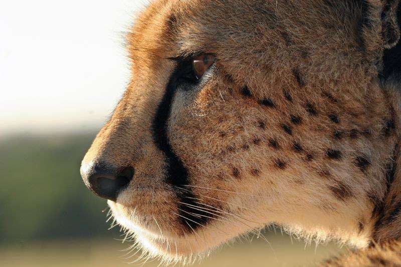 猫の横顔が好き