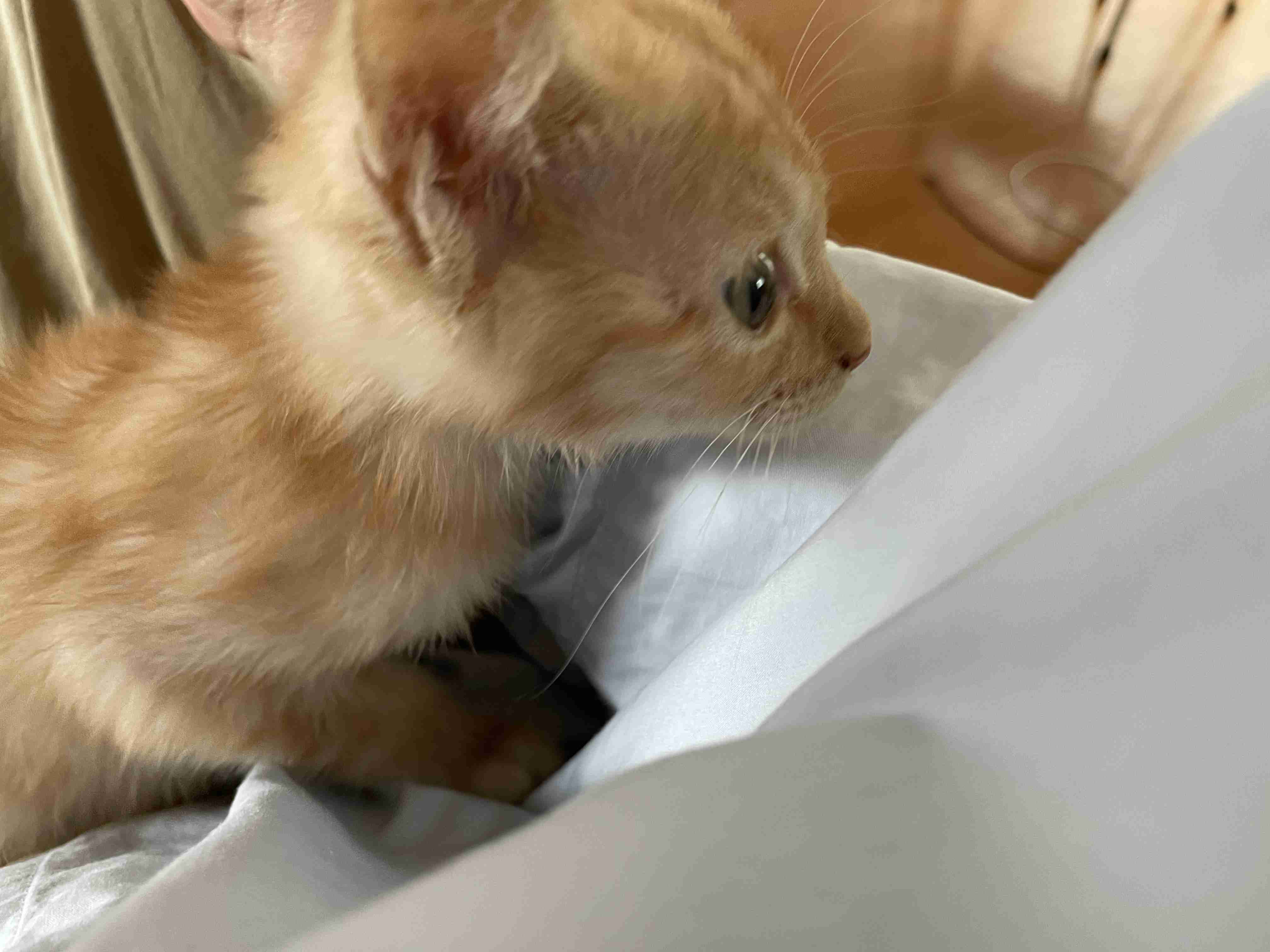 猫の横顔が好き