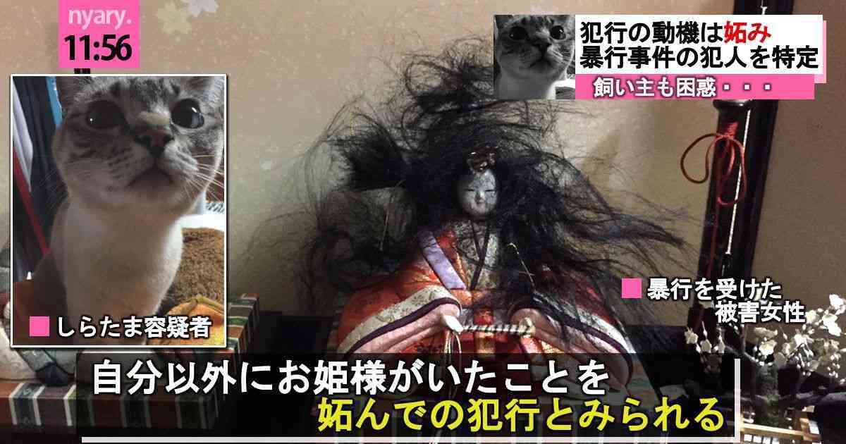 猫の横顔が好き