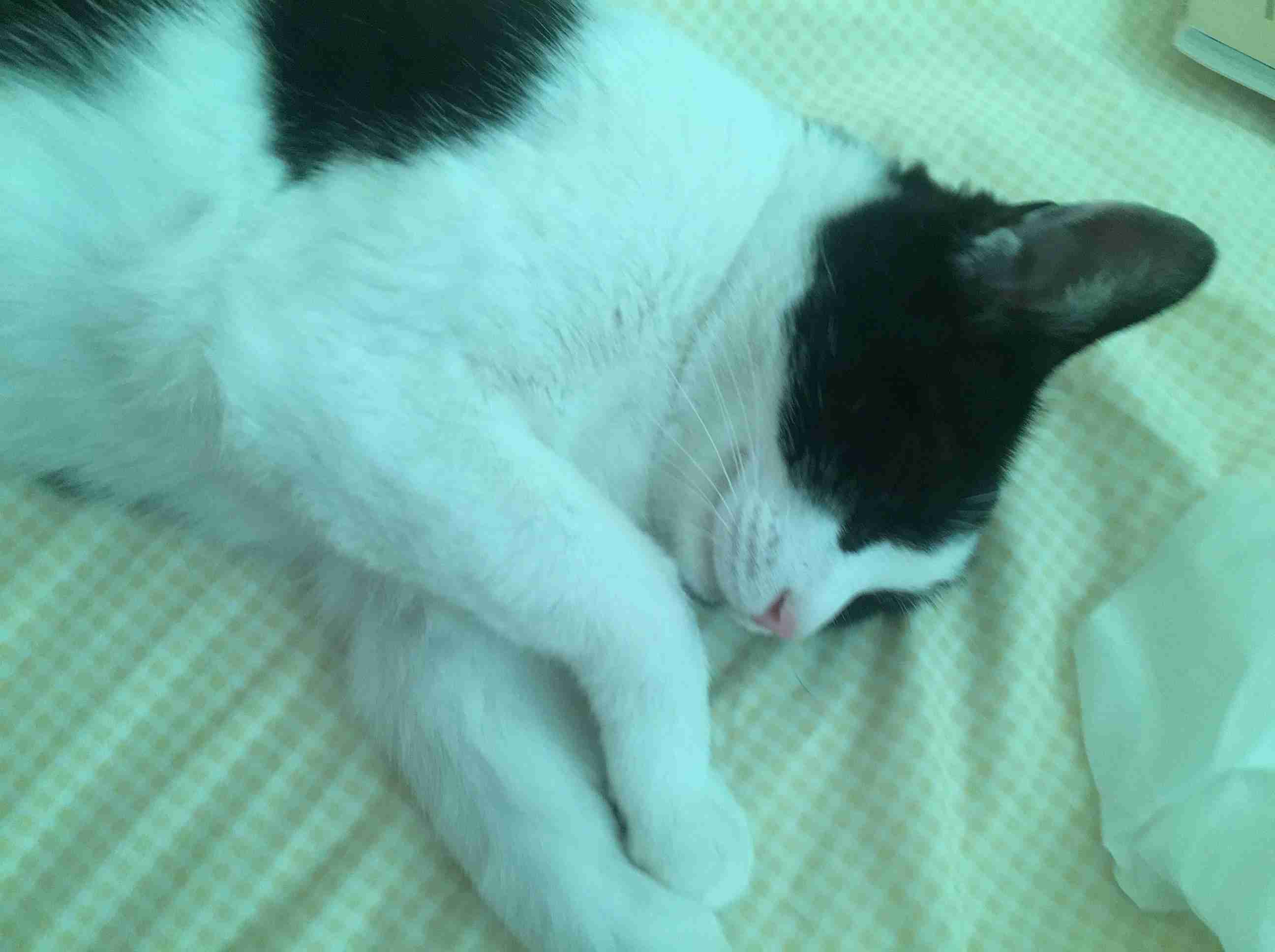 猫の横顔が好き