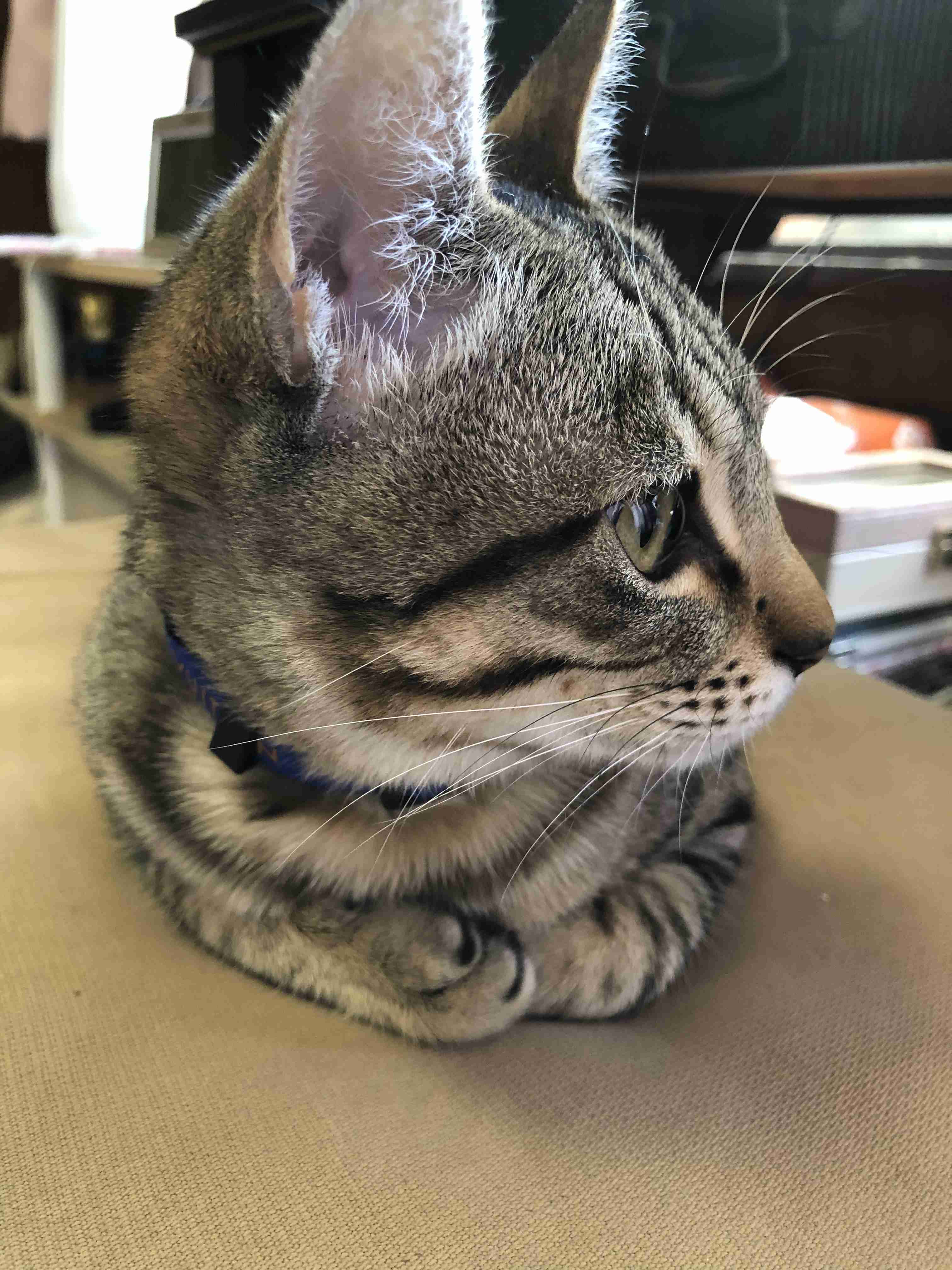 猫の横顔が好き