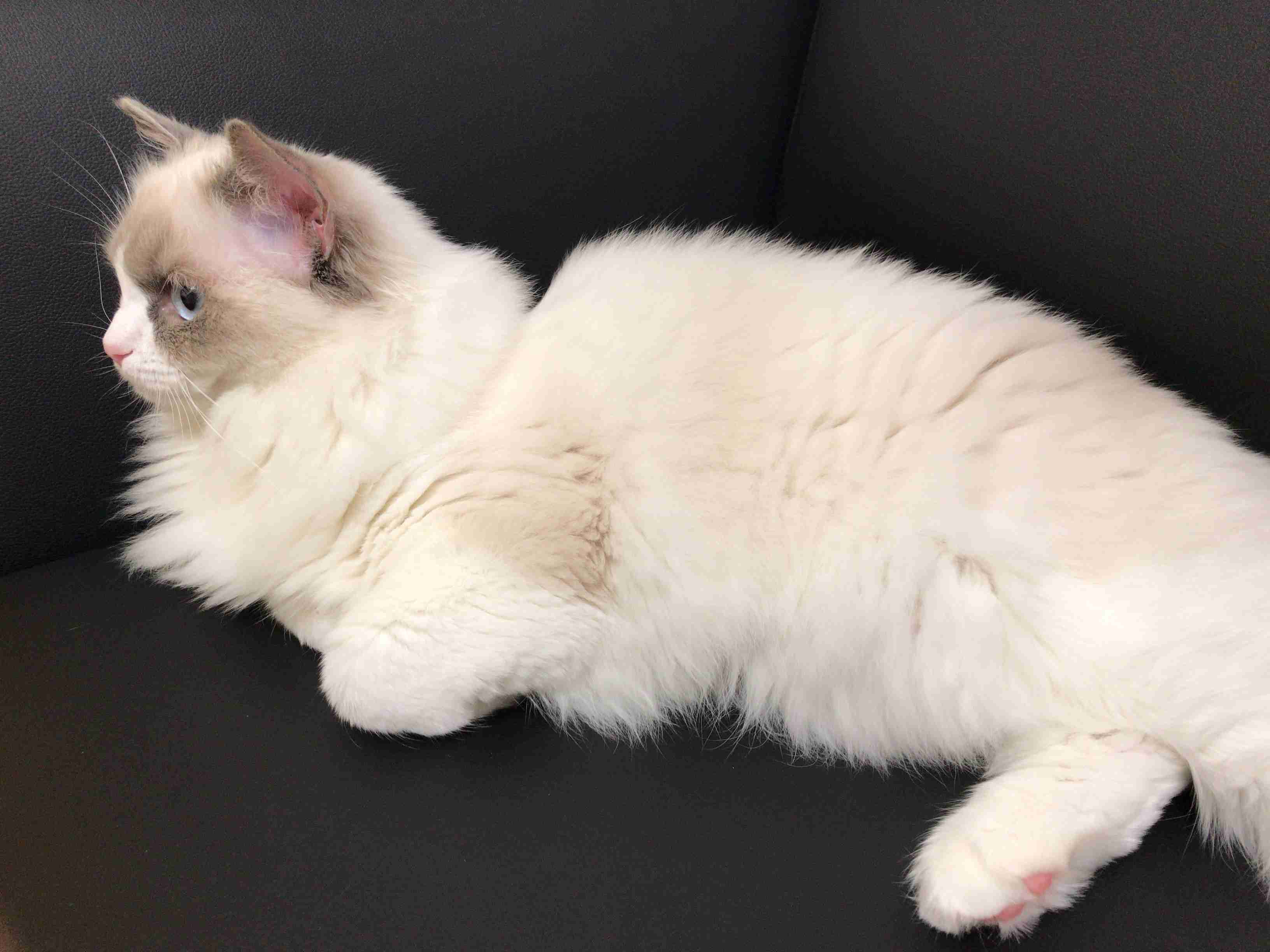 猫の横顔が好き