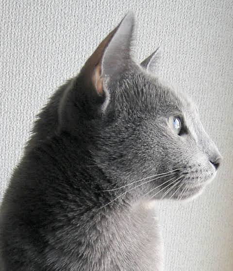 猫の横顔が好き