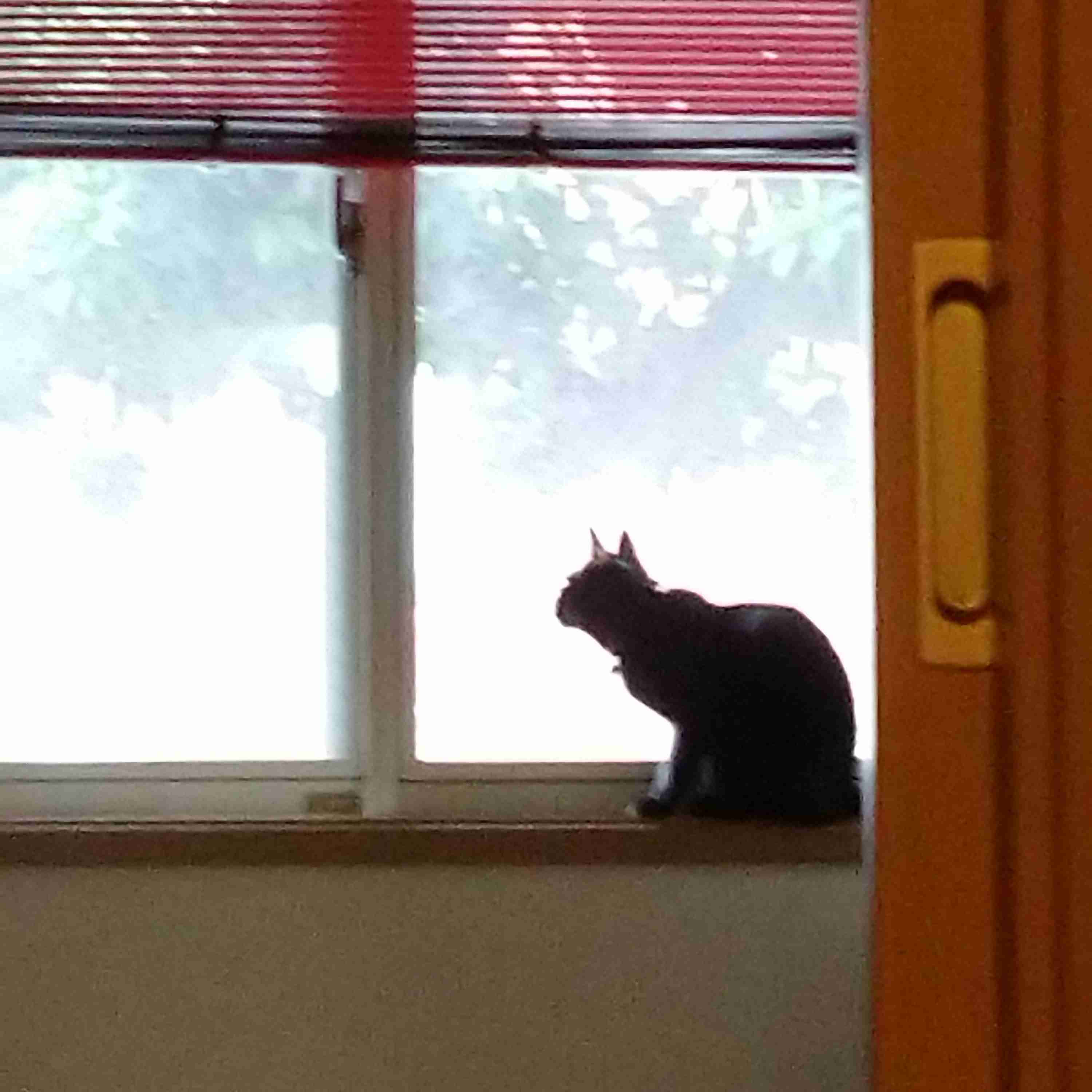 猫の横顔が好き