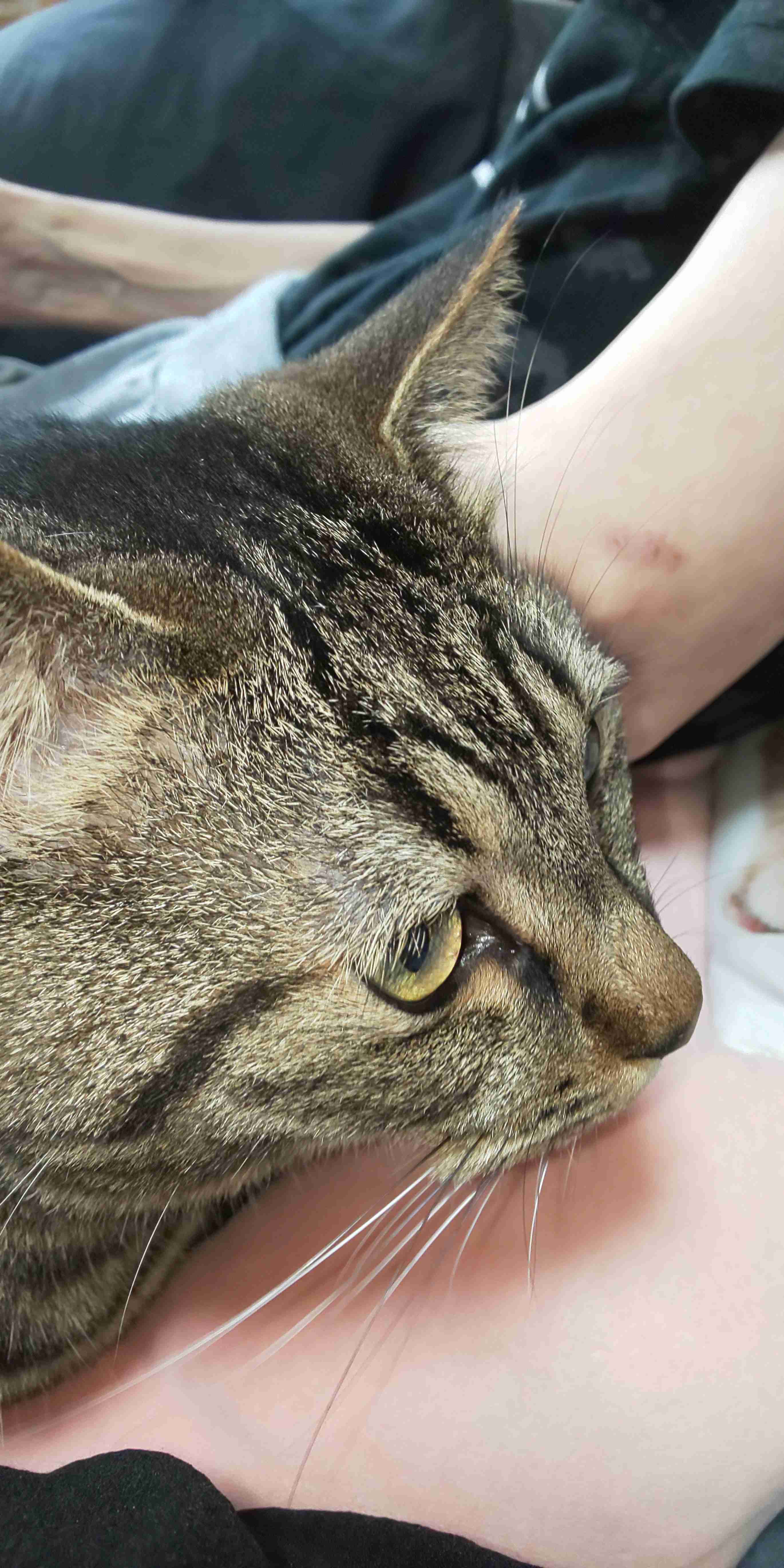 猫の横顔が好き