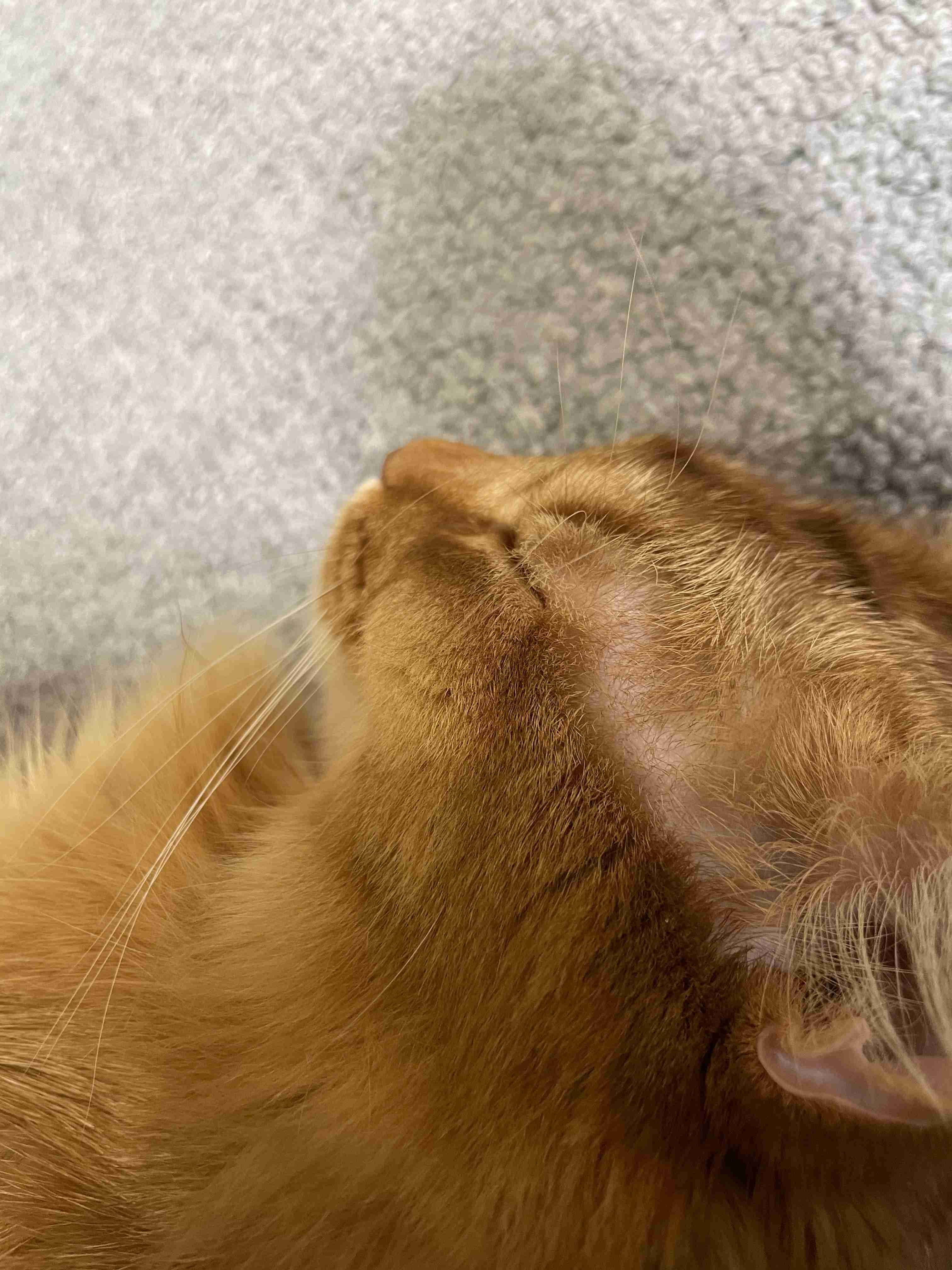 猫の横顔が好き