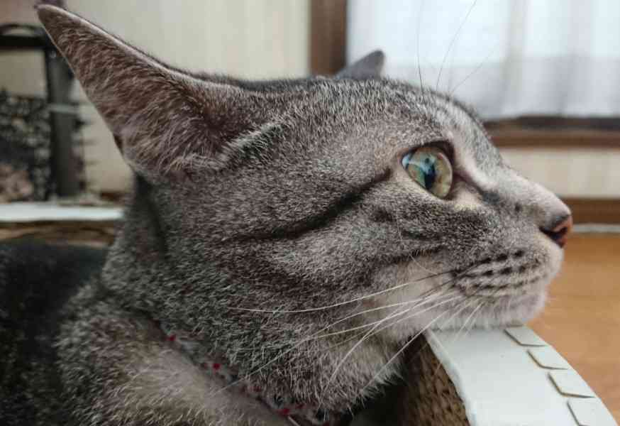 猫の横顔が好き