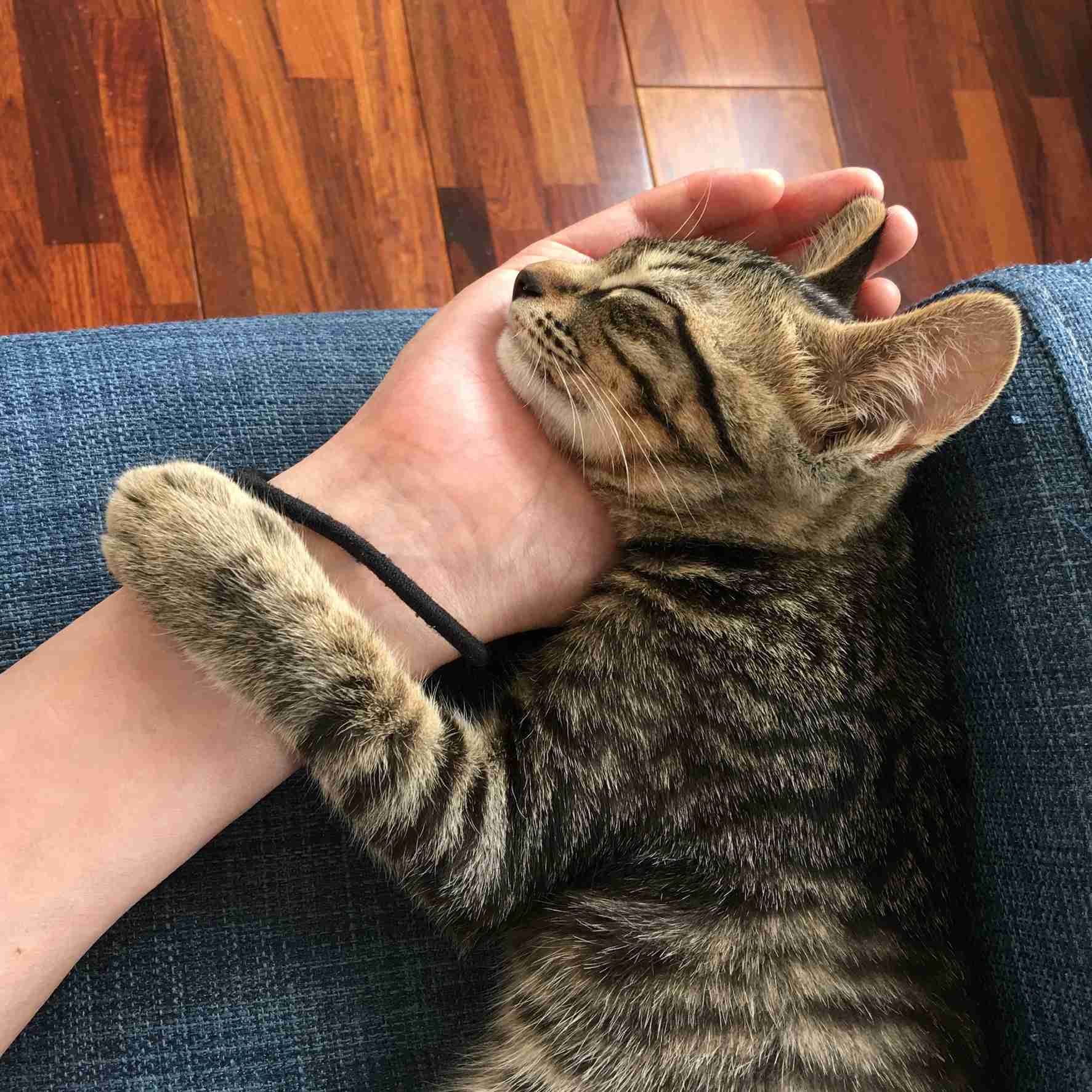 猫の横顔が好き