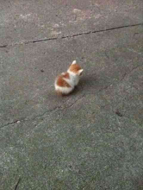 猫の横顔が好き