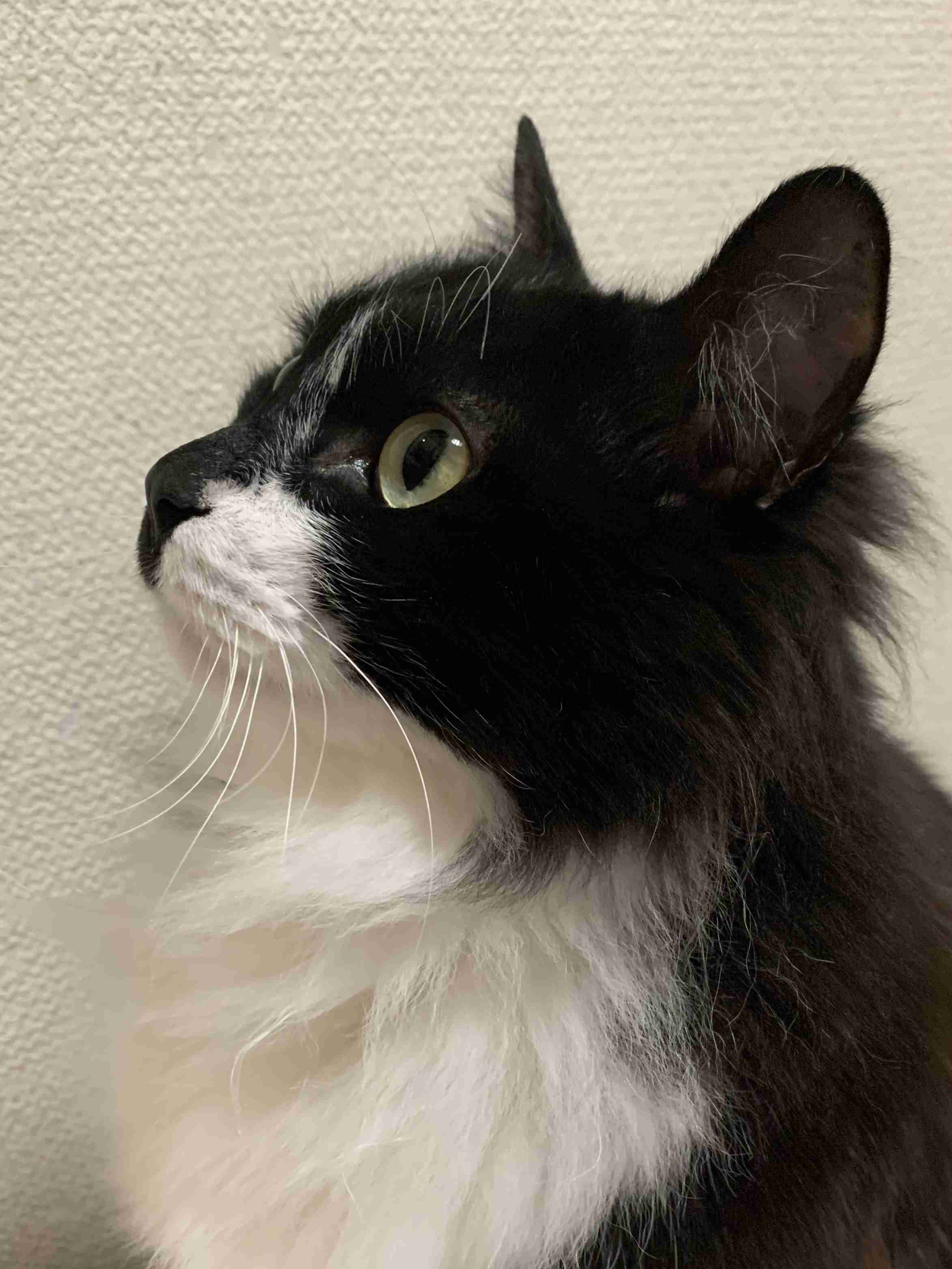 猫の横顔が好き