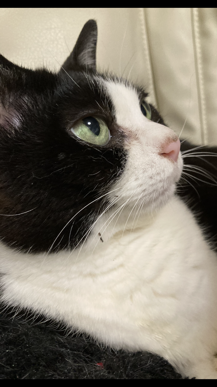 猫の横顔が好き