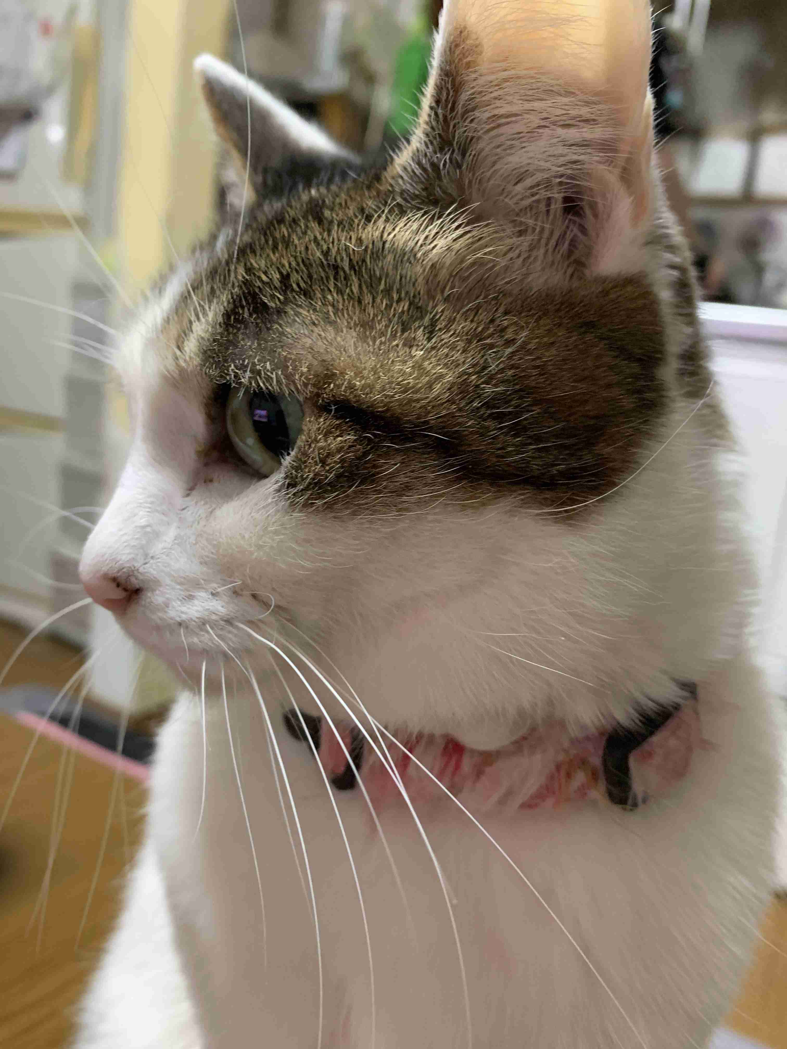 猫の横顔が好き