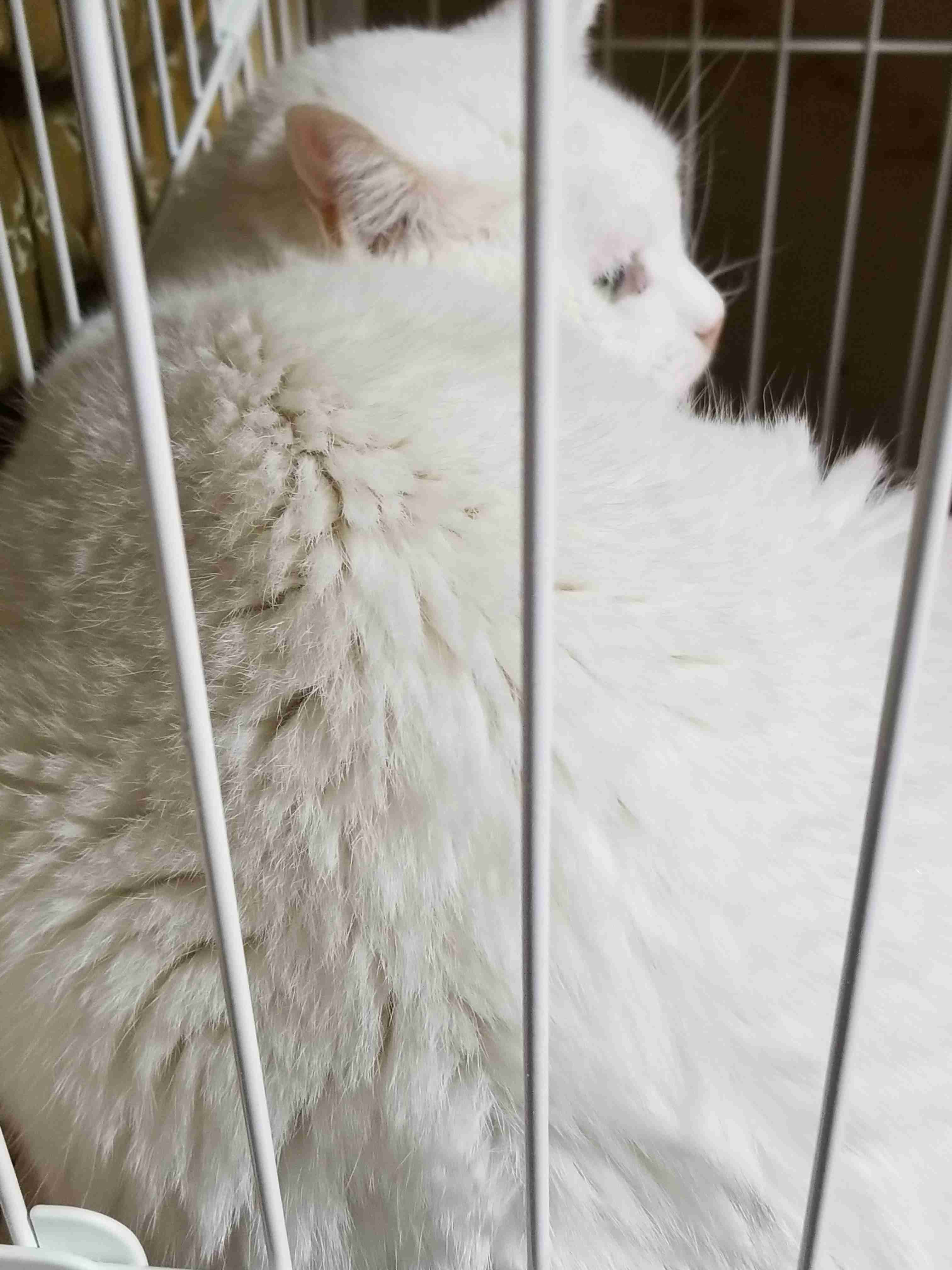 猫の横顔が好き