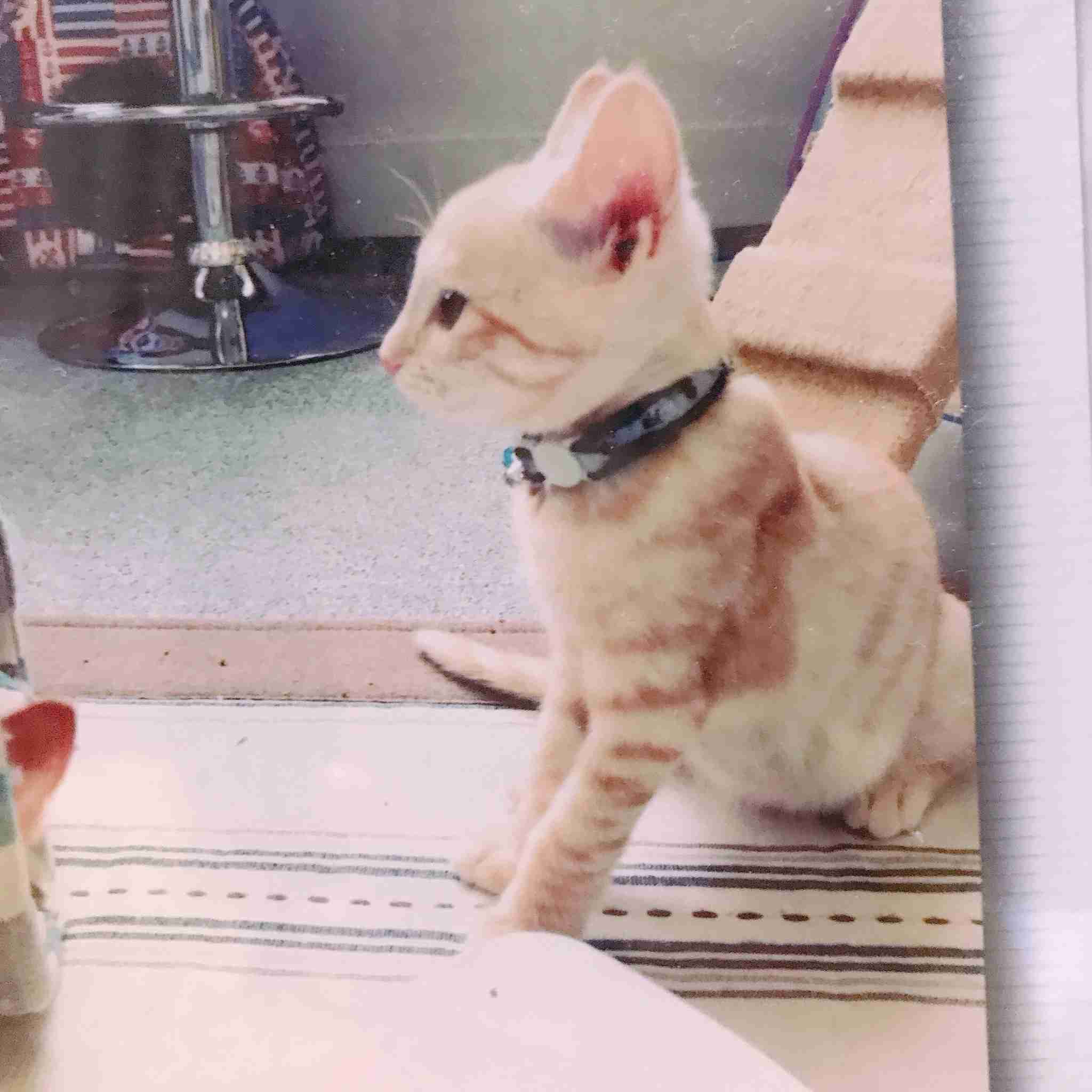 猫の横顔が好き