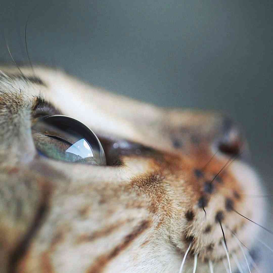 猫の横顔が好き