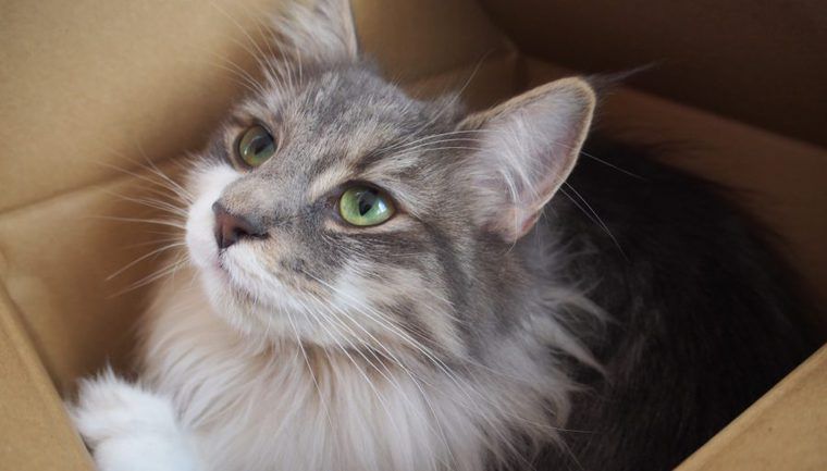 猫の横顔が好き