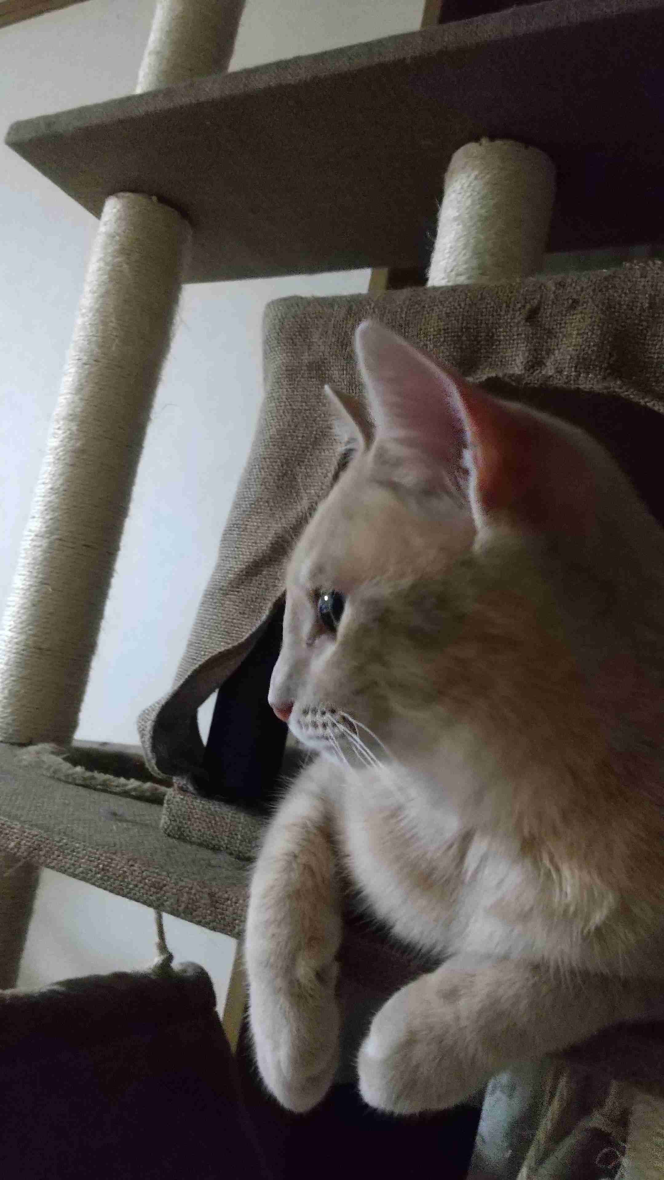 猫の横顔が好き