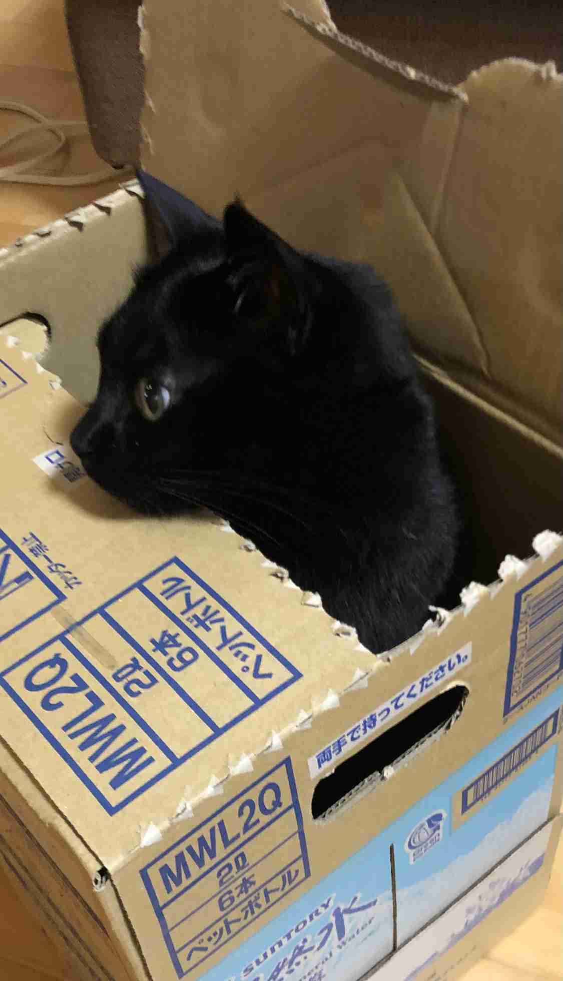 猫の横顔が好き