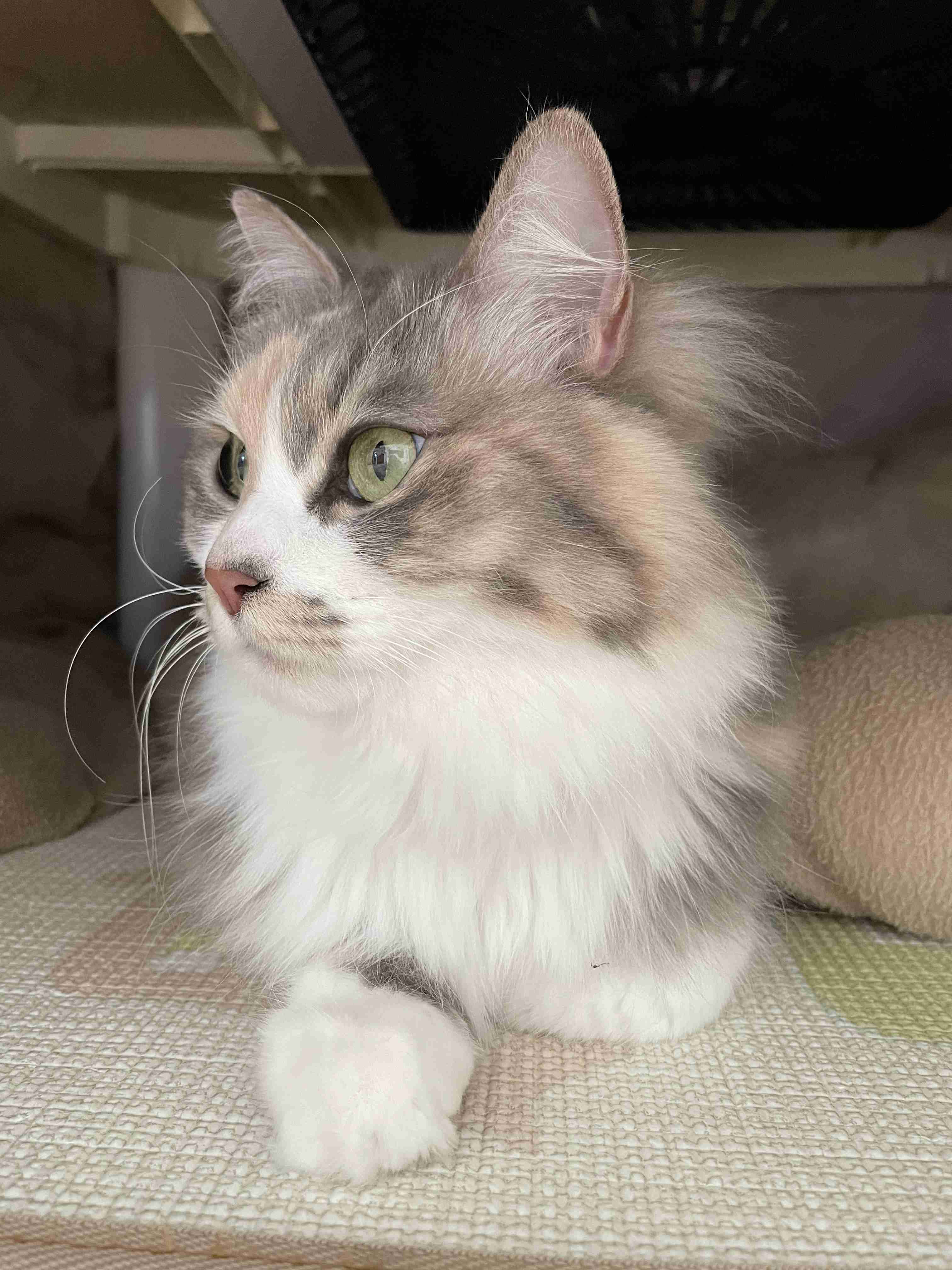 猫の横顔が好き