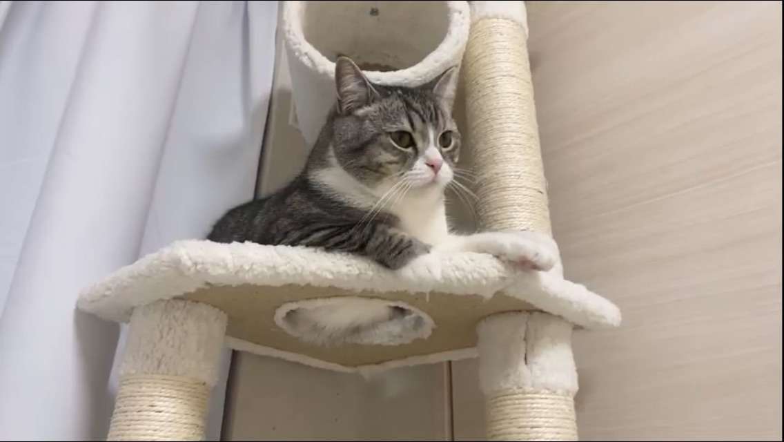 猫の横顔が好き