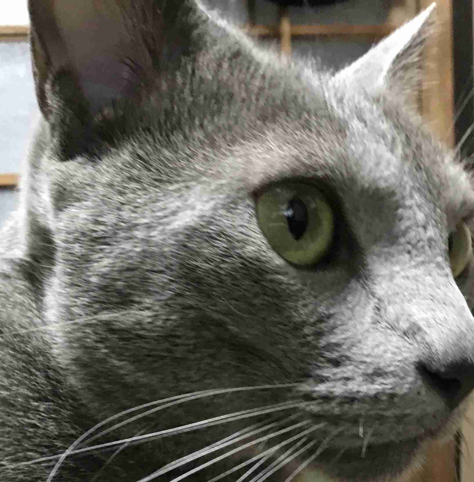 猫の横顔が好き