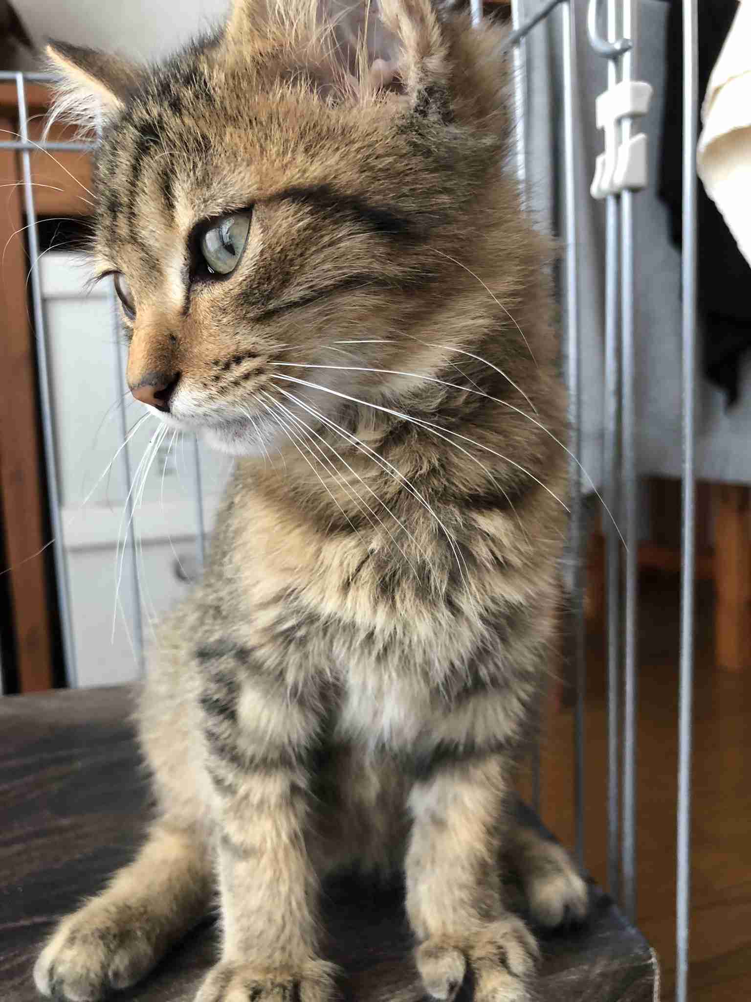 猫の横顔が好き