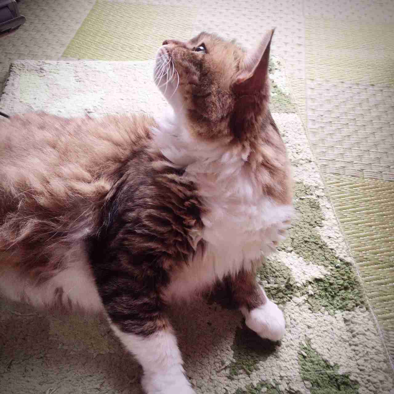 猫の横顔が好き