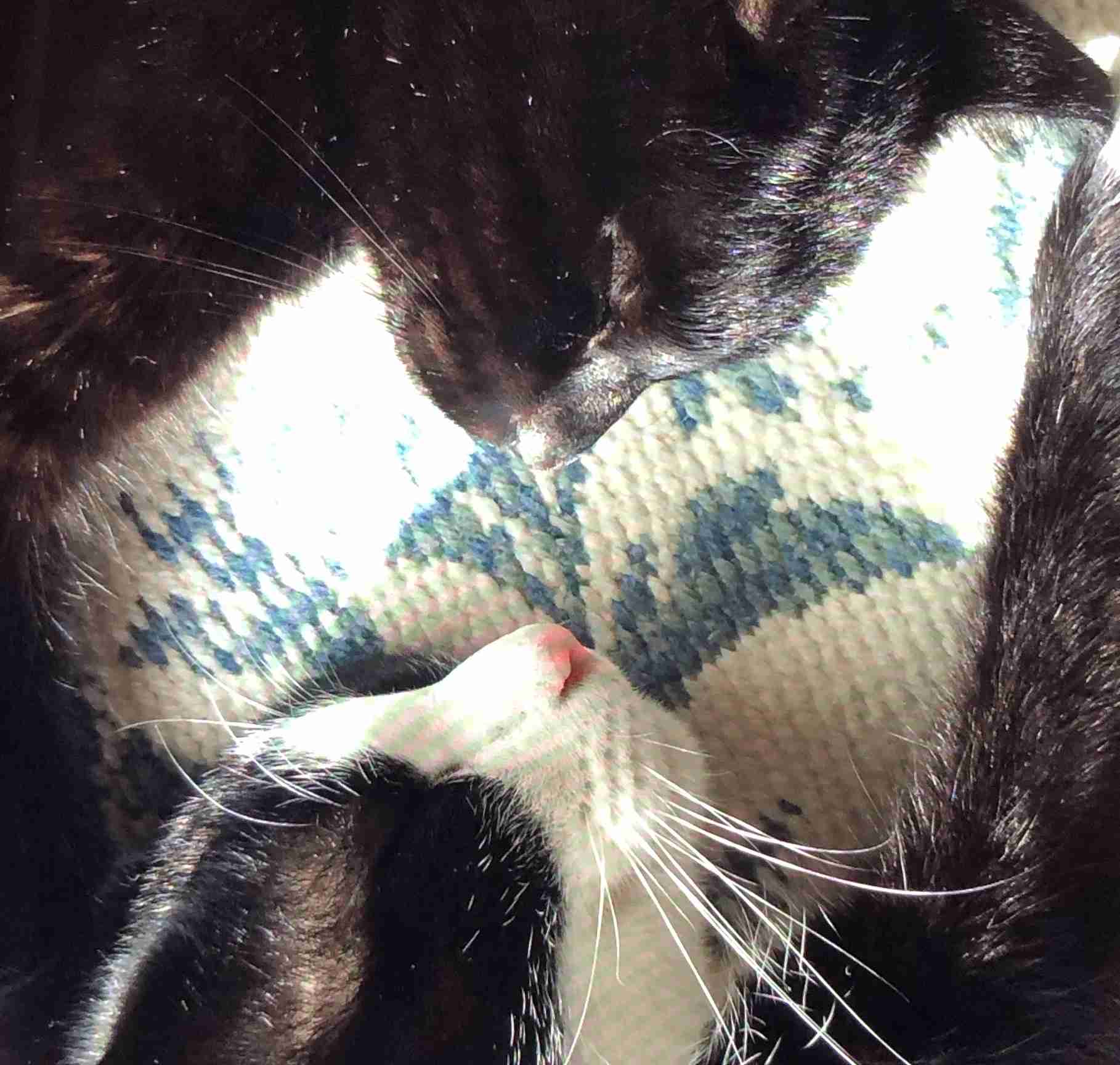 猫の横顔が好き