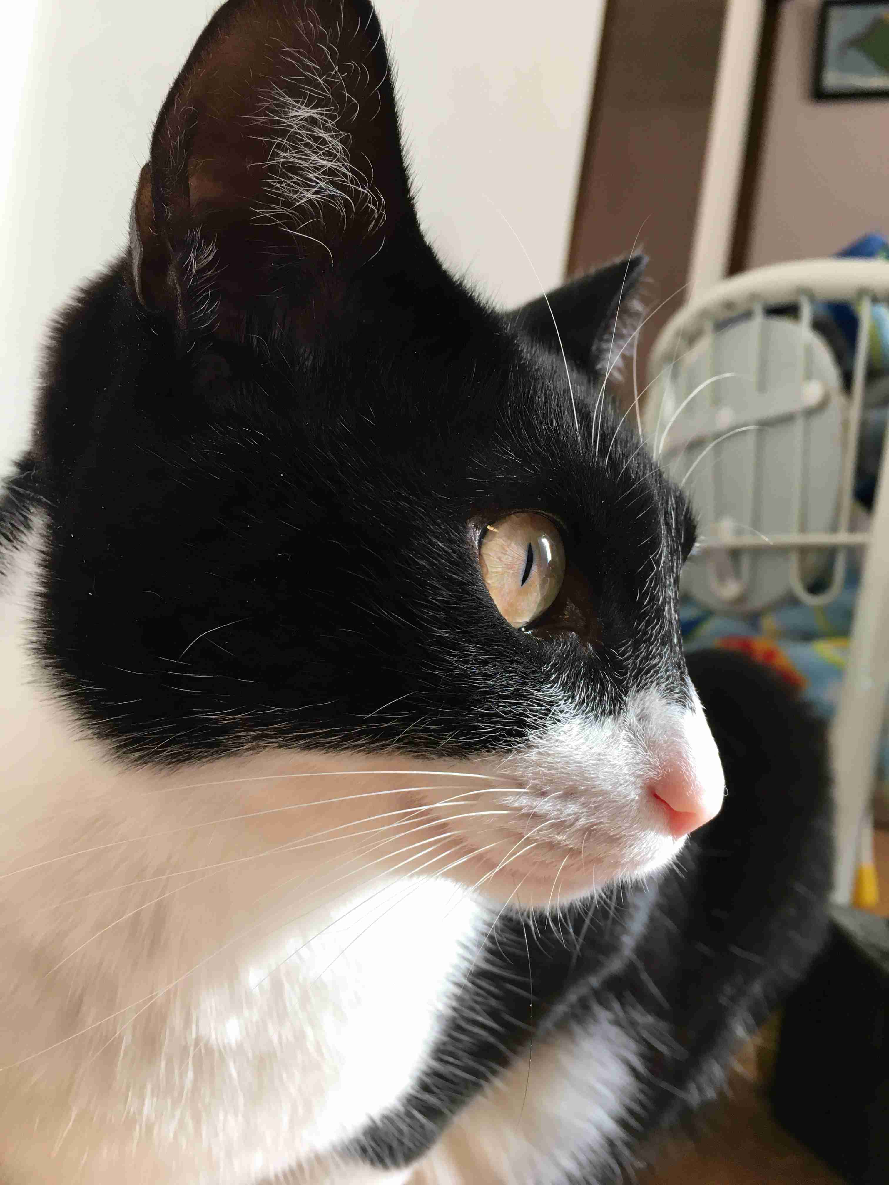 猫の横顔が好き