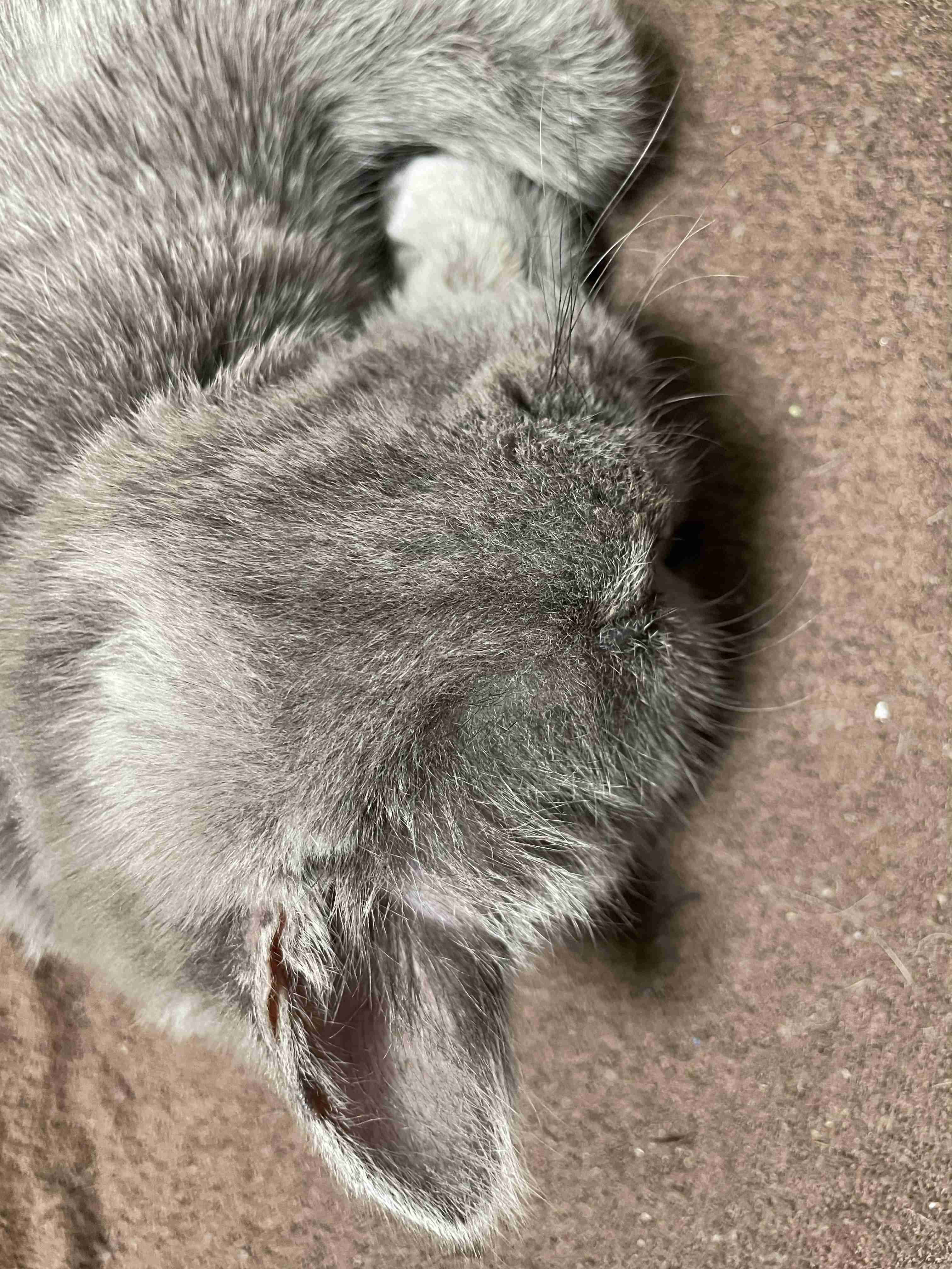 猫の横顔が好き