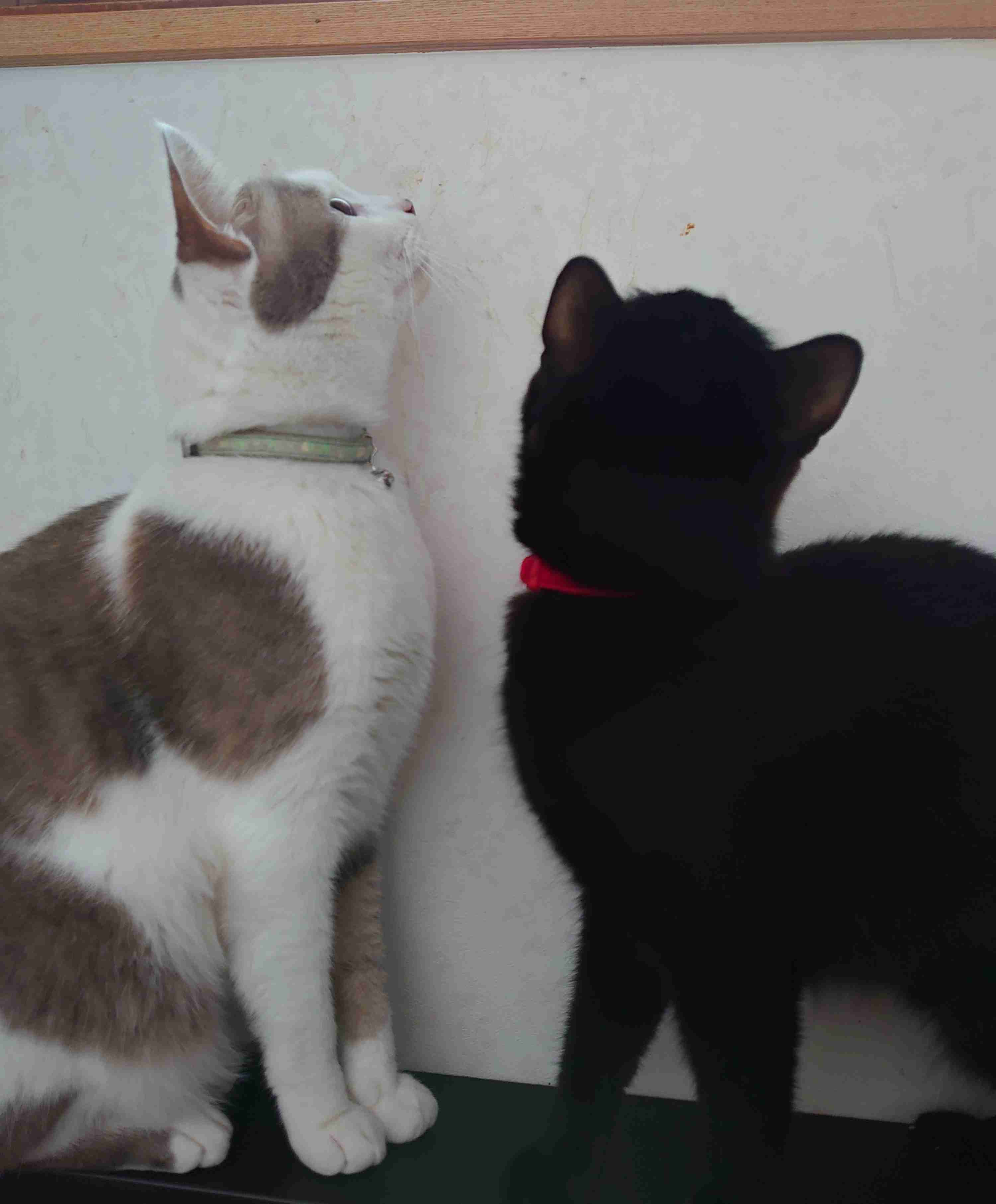 猫の横顔が好き