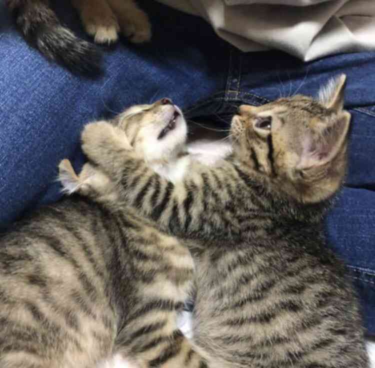 猫の横顔が好き