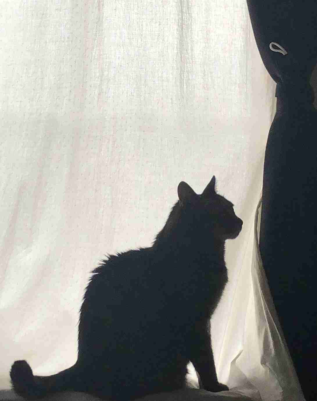 猫の横顔が好き