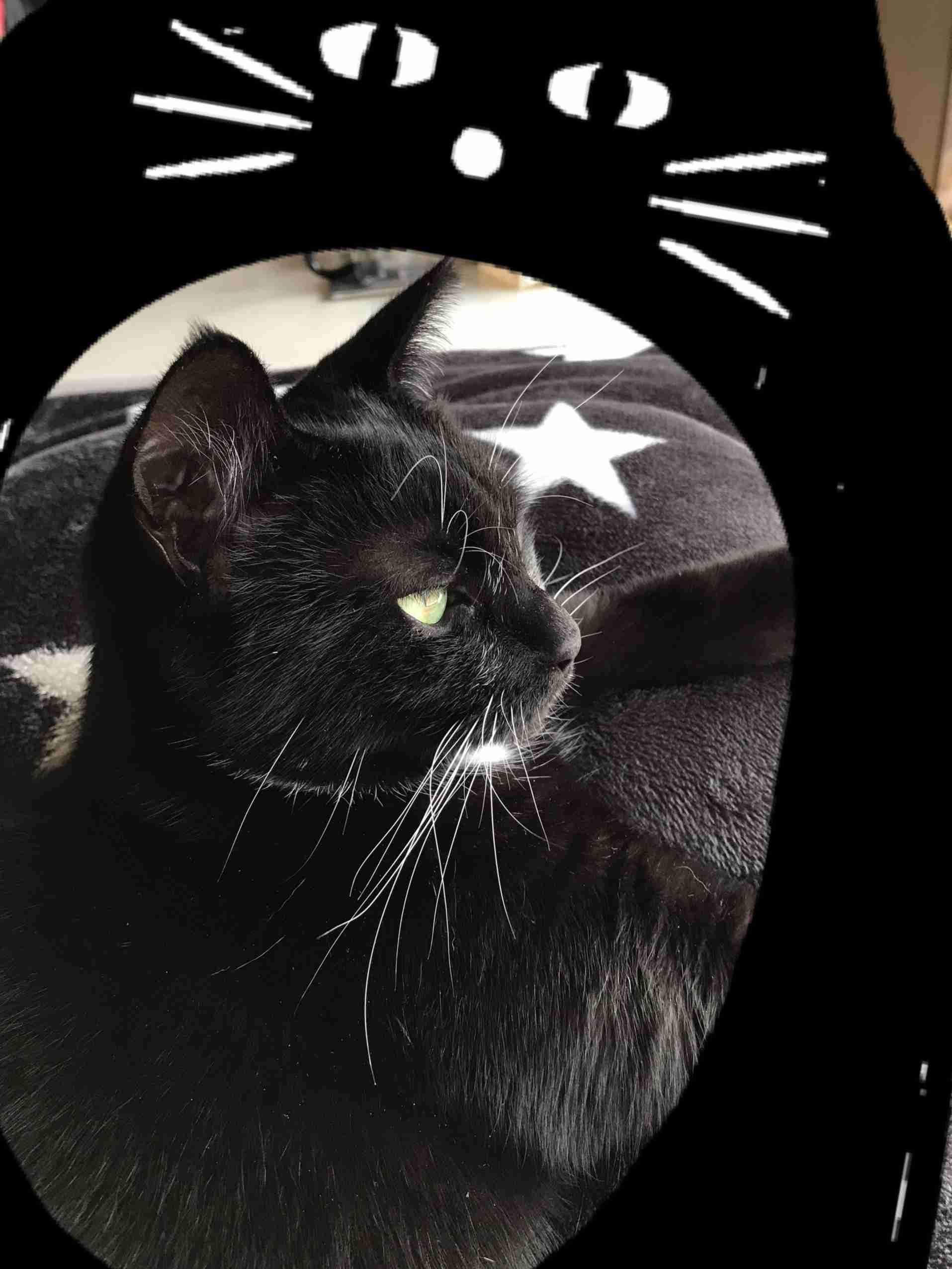 猫の横顔が好き