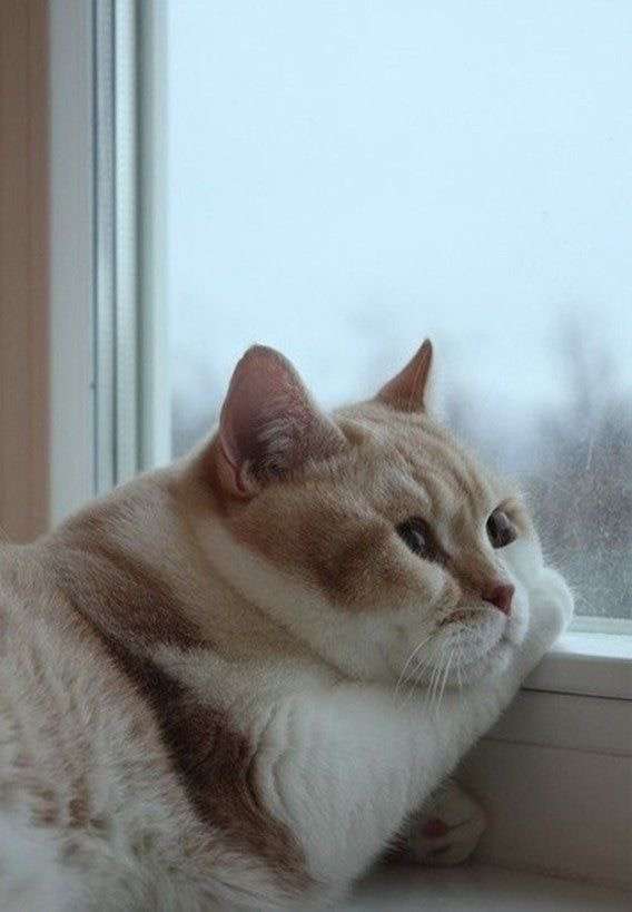 猫の横顔が好き