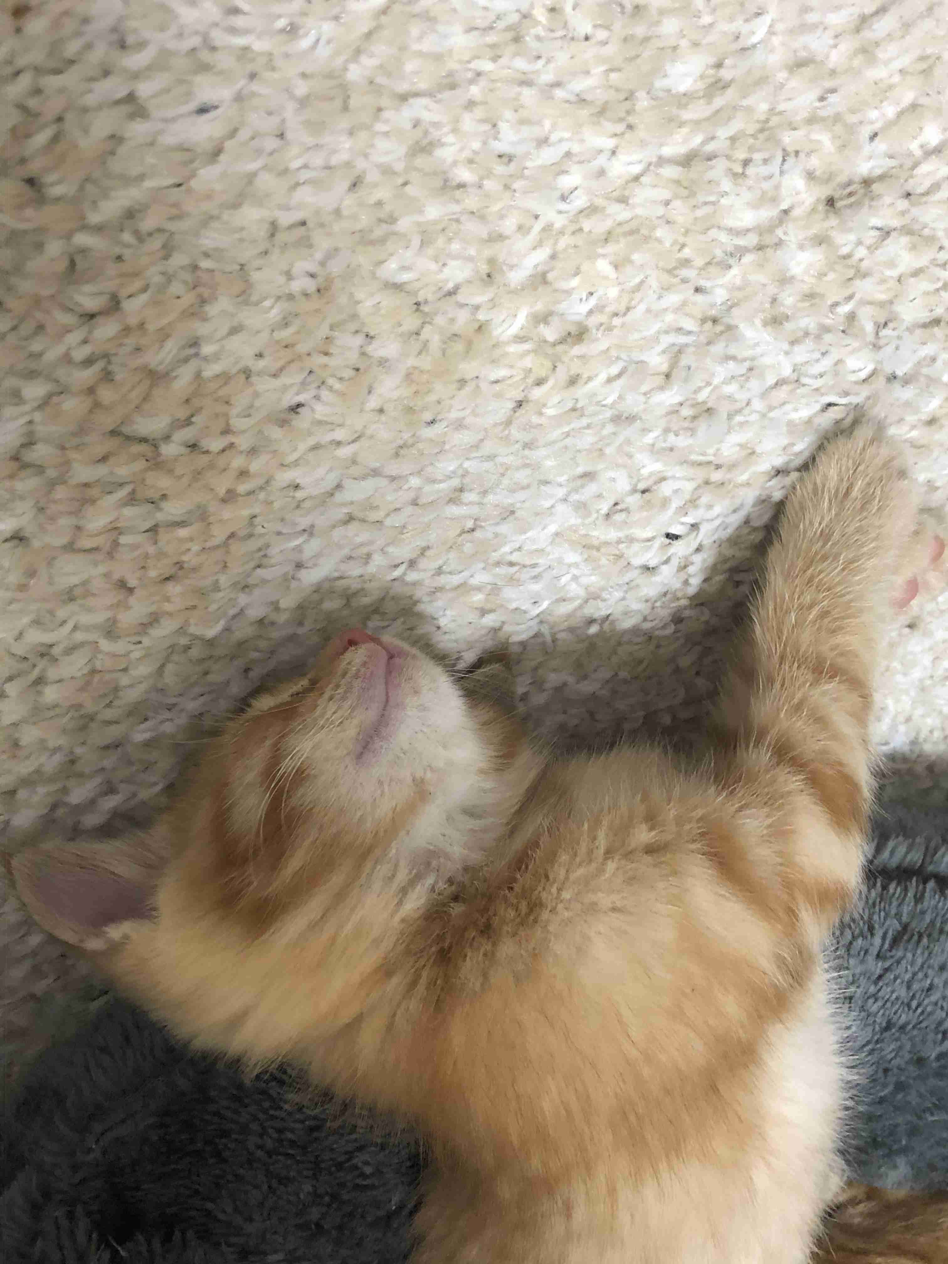 猫の横顔が好き