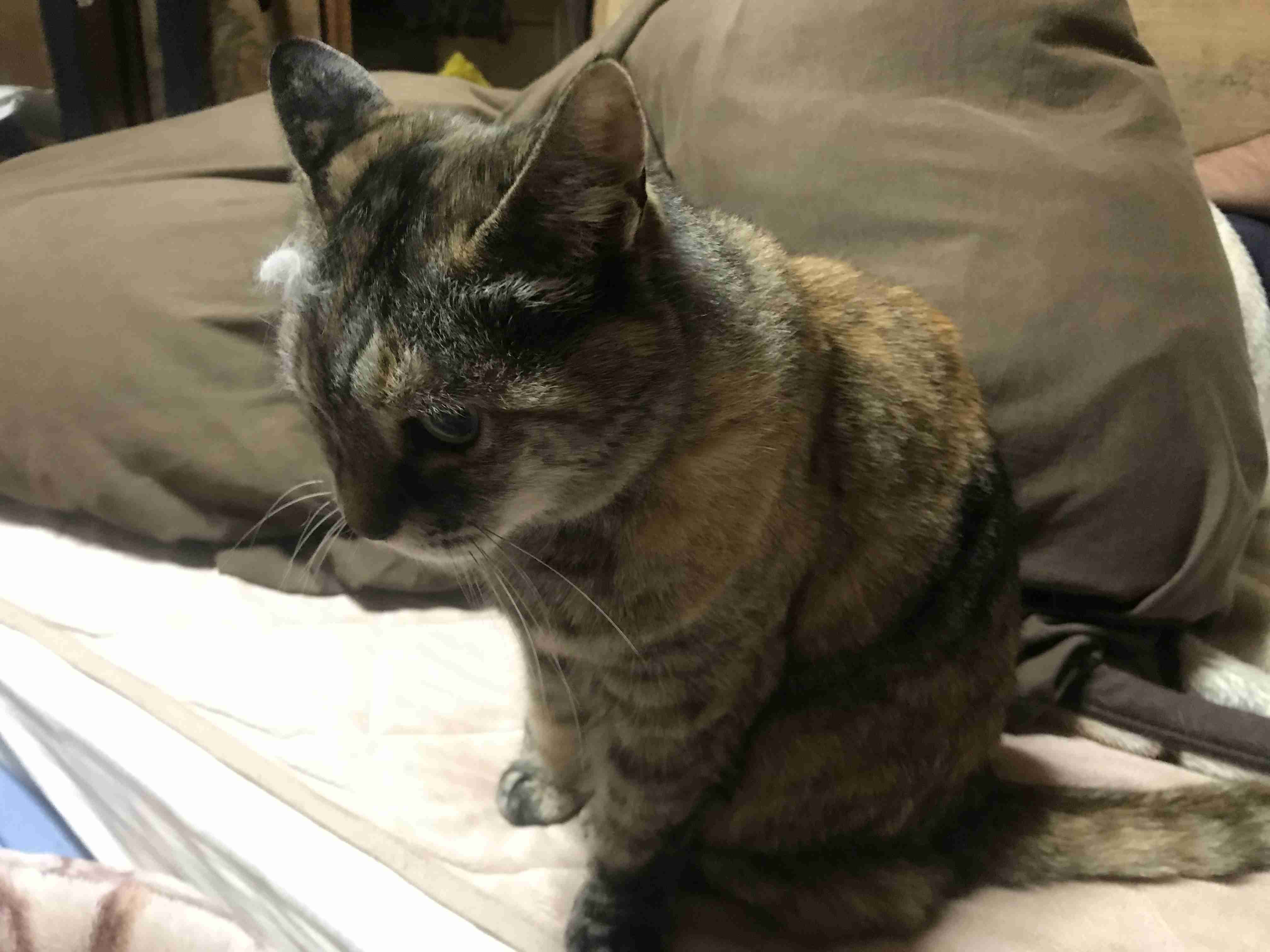 猫の横顔が好き