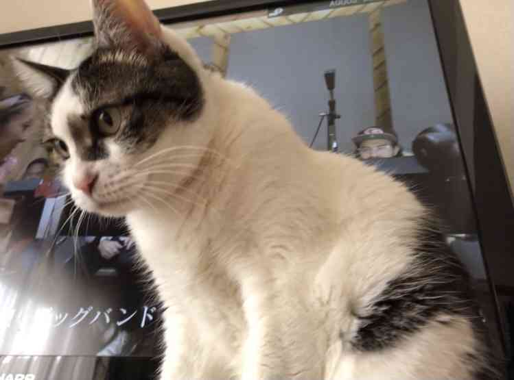 猫の横顔が好き