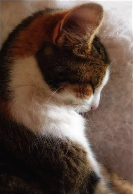 猫の横顔が好き