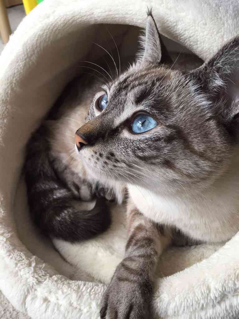 猫の横顔が好き