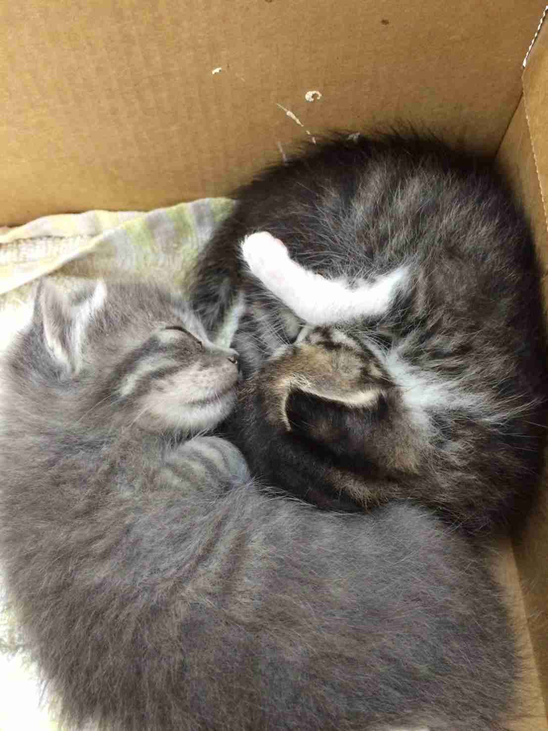 猫の横顔が好き