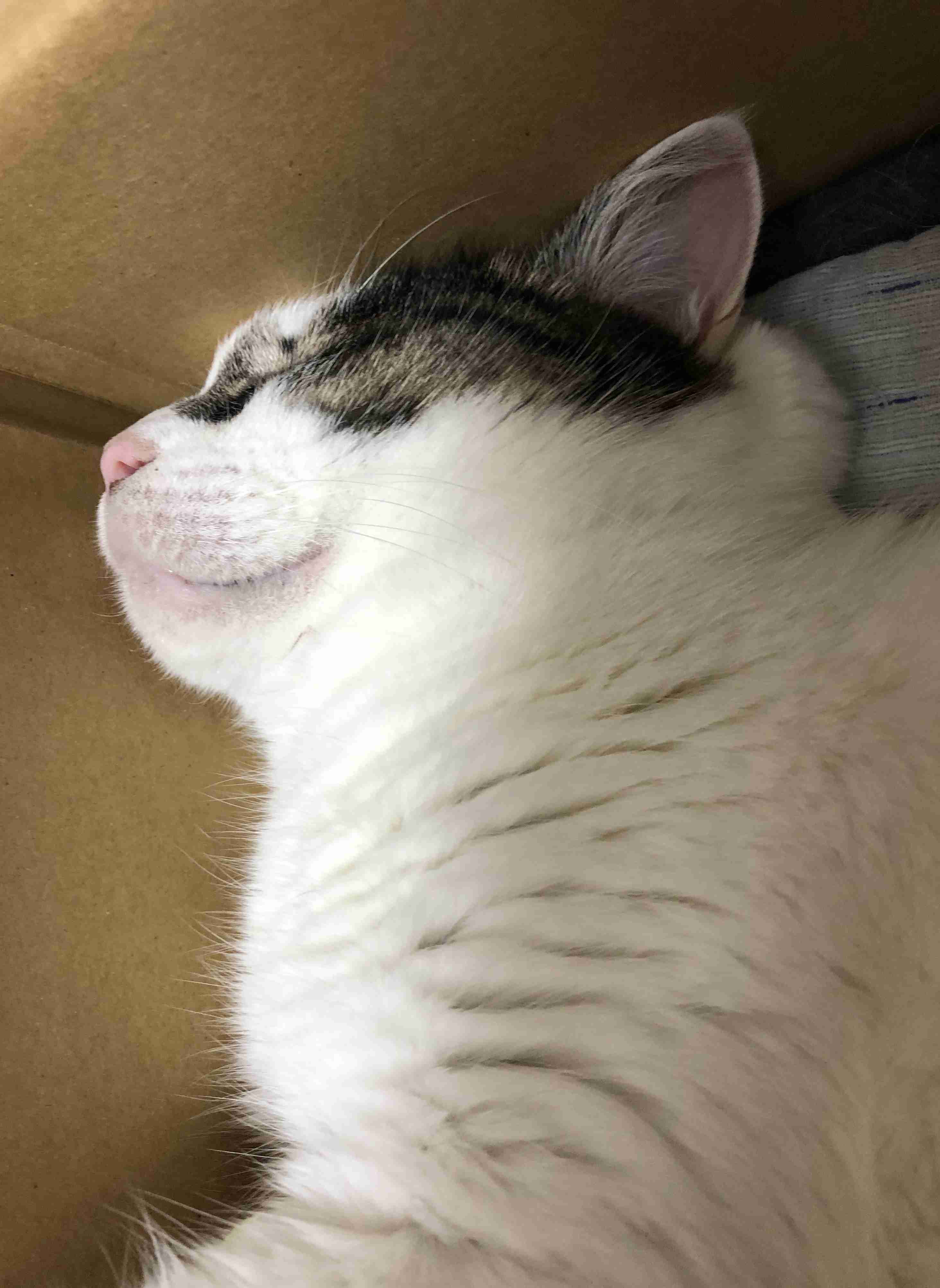 猫の横顔が好き