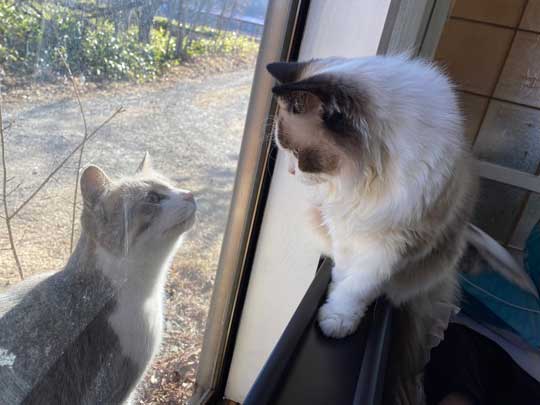 猫の横顔が好き